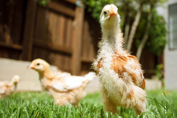 Зелень в рационе цыплят: как правильно давать - фото