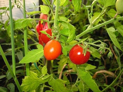 Как качественно пасынковать томаты? с фото