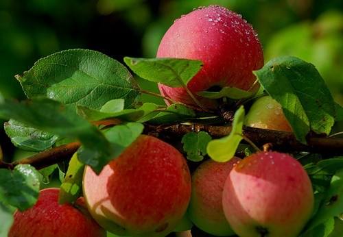 Как хранить урожай яблок - фото