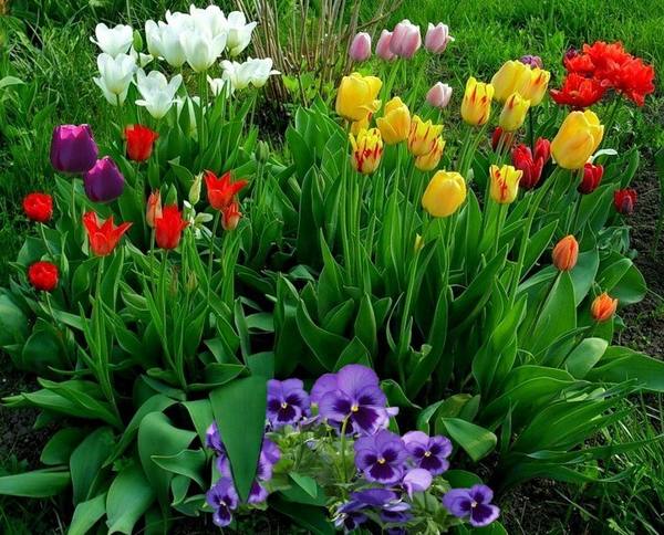 Тюльпаны в дизайне сада: как красиво посадить эти весенние цветы - фото