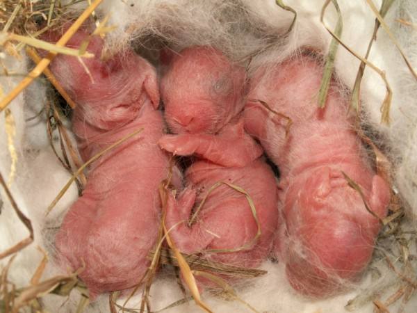 Материнские секреты крольчих: все о кормлении потомства с фото