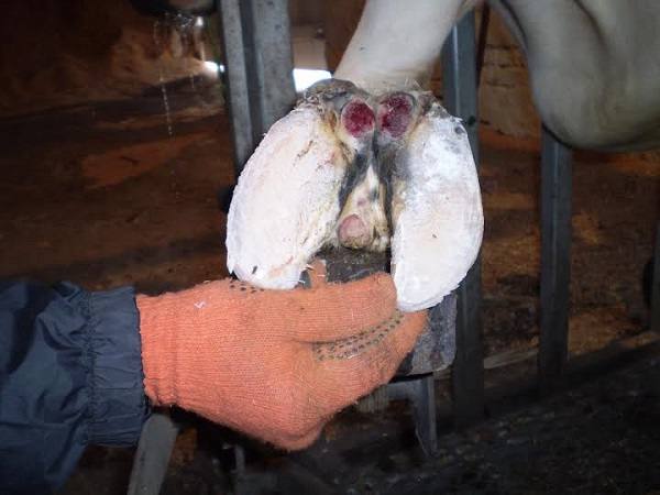 Лечение опухоли у коровы - фото