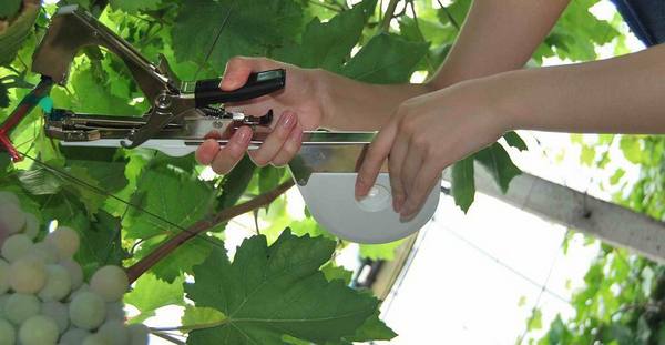 Опоры на винограднике: как подвязывать виноград к шпалере - фото