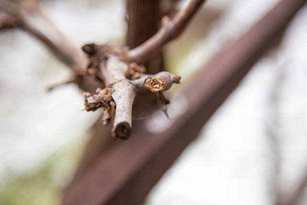 Как правильно посадить черенки винограда весной - фото
