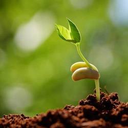 Как посадить фасоль, чтобы она быстрее проросла - фото
