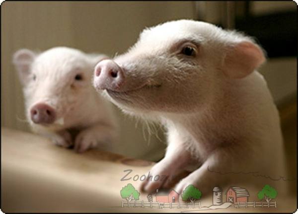 Как правильно кормить свиней и поросят для быстрого роста - фото