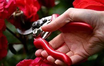 Обрезка плетистых роз как важный аспект ухода: основные принципы и рекоменд ... - фото