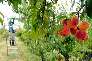 Как грамотно обрезать персик: особенности роста дерева и нюансы процедуры, видео обрезки персика весной с фото