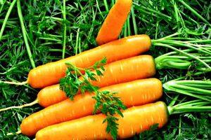 Секреты выращивания моркови: основные этапы и полезные советы с фото