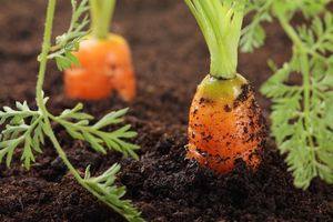 Выращивание моркови в открытом грунте: подготовка почвы, посев и уход - фото