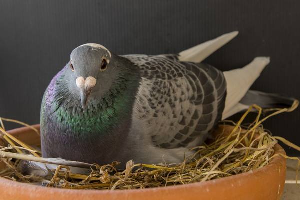 Как размножаются голуби в природе и в голубятнях с фото