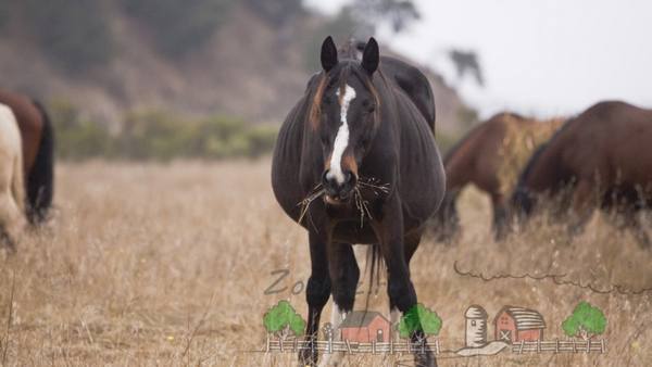 Как подготовиться к рождению жеребенка и чем помочь лошади при родах? - фото