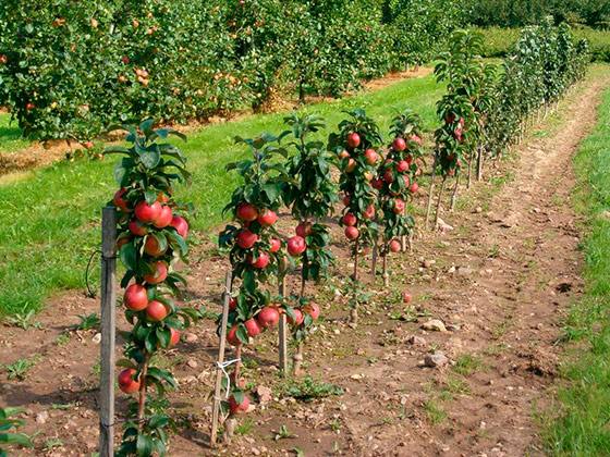 Важные нюансы для успешной осенней посадки яблони - фото
