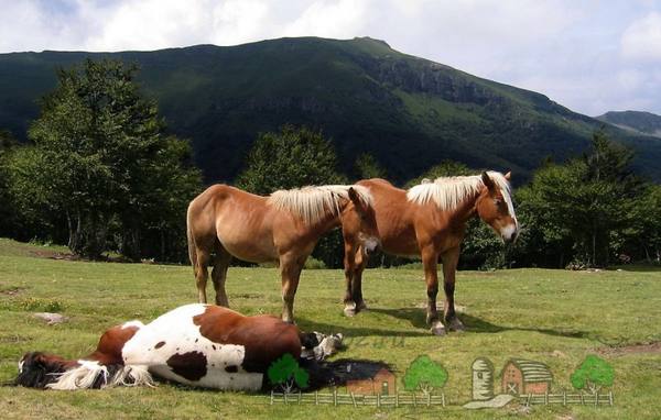 Сон лошадей или как спят скакуны - фото