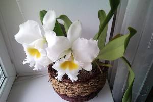 Орхидея Каттлея: особенности посадки и ухода в домашних условиях с фото