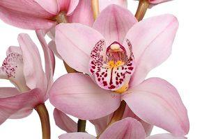 Орхидея Цимбидиум: уход в домашних условиях и пересадка - фото
