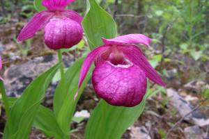 Орхидея Венерин башмачок: условия выращивания и правила ухода в домашних ус ... - фото