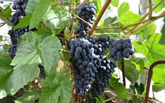 Как вырастить виноград в Сибири: выбор сорта, уход и укрытие на зиму - фото