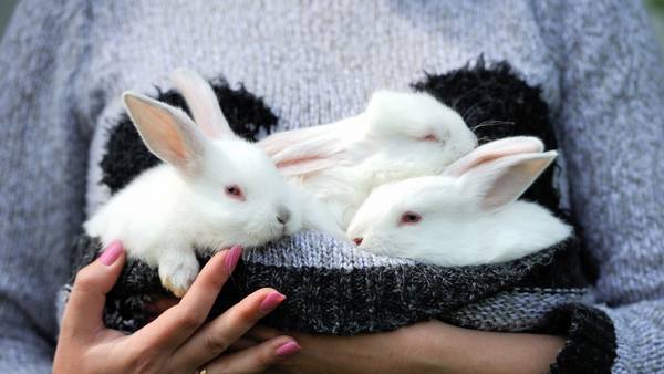 Как выкормить крольчат без крольчихи с фото