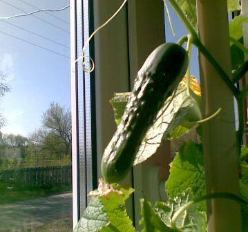 Выращиваем огурцы на окне - фото