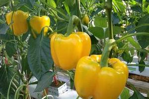 Ранние сорта перцев для открытого грунта: советы по выращиванию садоводам и ... - фото