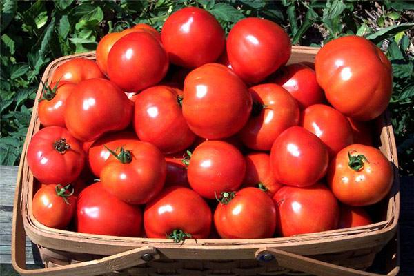 Можно ли вырастить помидоры без полива? - фото