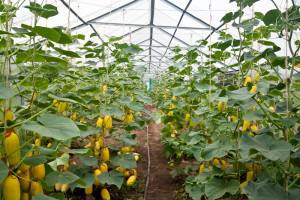 Выращивание дыни в теплице: тонкости процесса от выбора сорта до сбора урож ... - фото