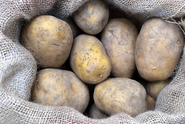 Как правильно вырастить картошку в мешках - фото