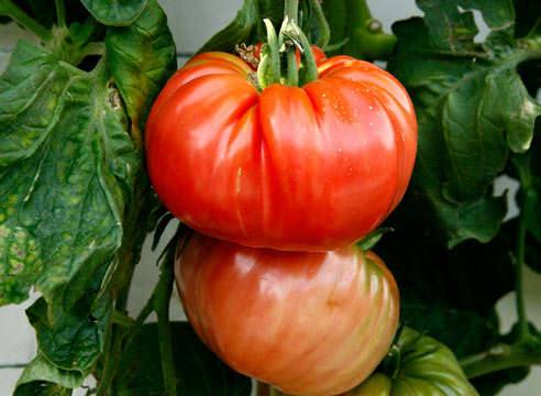 Вырастить крупные помидоры на грядке реально - фото