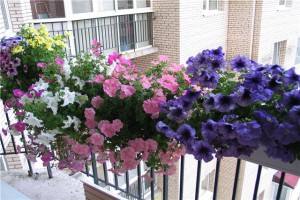 Как вырастить петунию на балконе - правила балконного выращивания - фото