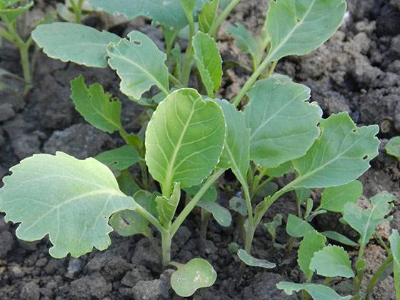 Правила выращивания капустной рассады в теплице - фото