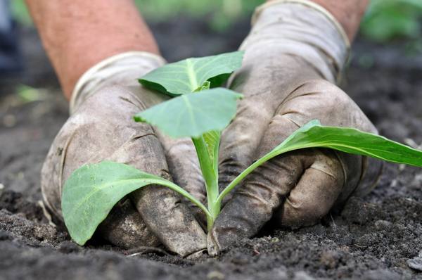 Как можно вырастить рассаду капусты в теплице - фото