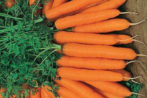 Популярные сорта моркови для длительного хранения: описание и примеры - фото