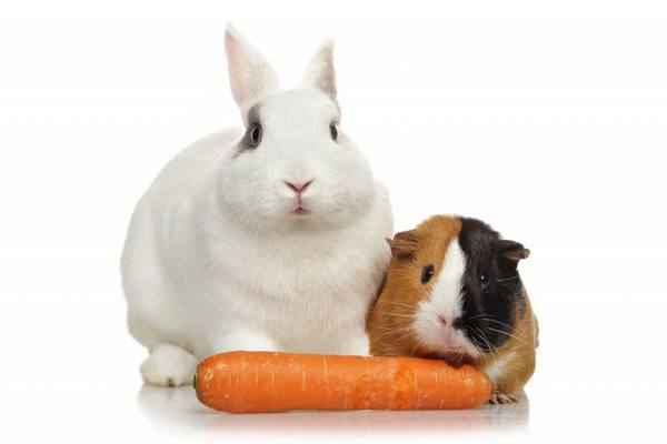 Какими овощами и фруктами можно кормить кроликов? - фото