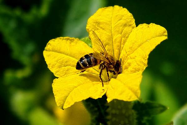 Пчелы-опылители и их роль в природе - фото