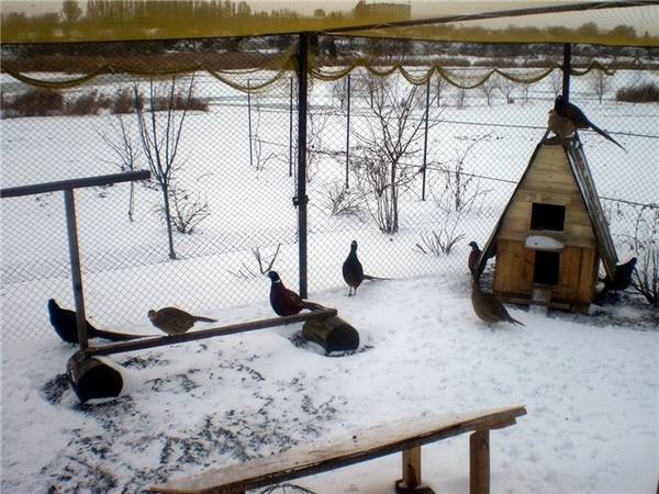 Разведение фазанов в Бурятии - фото