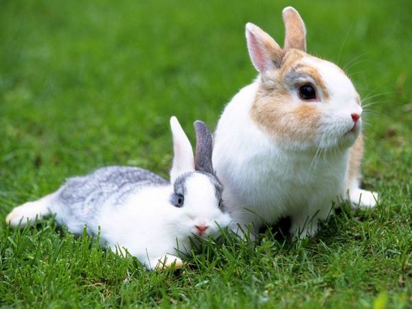 Трава в рационе кроликов: учимся собирать и кормить правильно с фото