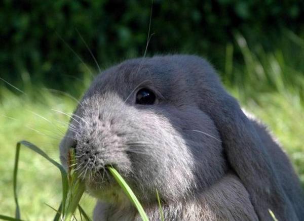 Вредная трава для декоративных кроликов - фото