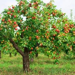 Карликовые породы яблонь Какие сорта лучше сажать в Подмосковье и других ре ... - фото