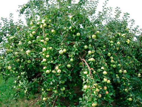 Карликовые яблони: сорта и особенности выращивания - фото