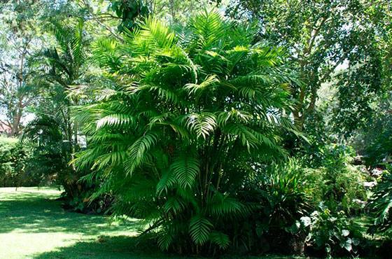 Пальма хамедорея - как ее размножать в домашних условиях с фото