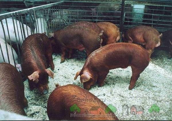 Красные свинки Дюрок - необычайно красивая порода с фото