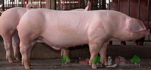 Свиньи породы Ландрас - любимицы многих заводчиков - фото
