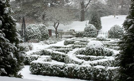 Хвойные растения в саду: зимние мероприятия - фото