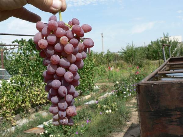 Новая селекция столового винограда - Кишмиш Аксайский с фото