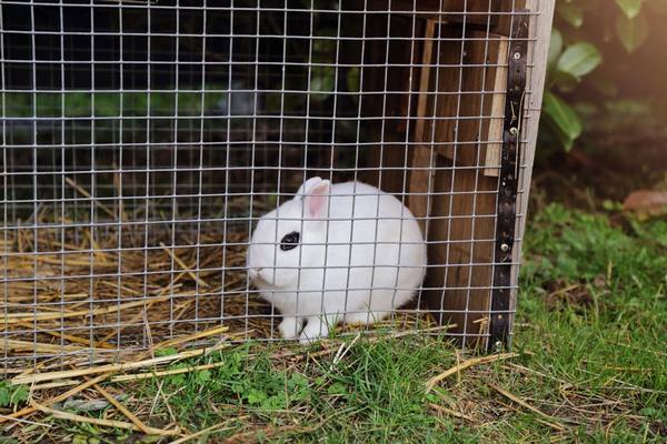 Клетки для кроликов с фото