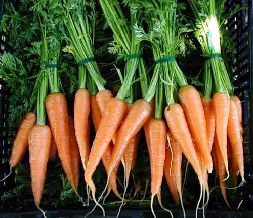 Когда лучше всего сажать морковь с фото