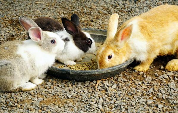 Когда отсаживать крольчат от крольчихи с фото