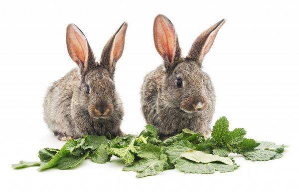 Какая роль кокцидиостатиков для добавления в корм кроликов? с фото