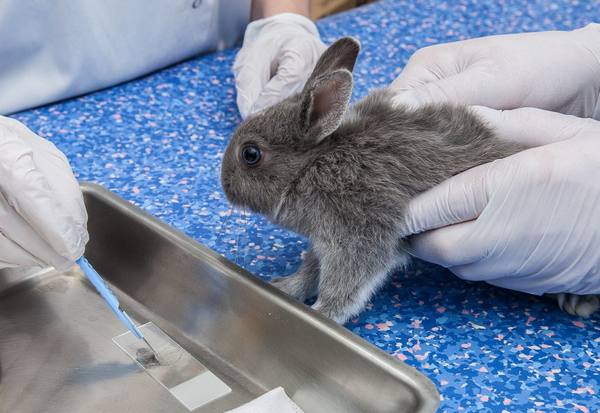 Проявления и лечение кокцидиоза у кроликов - фото